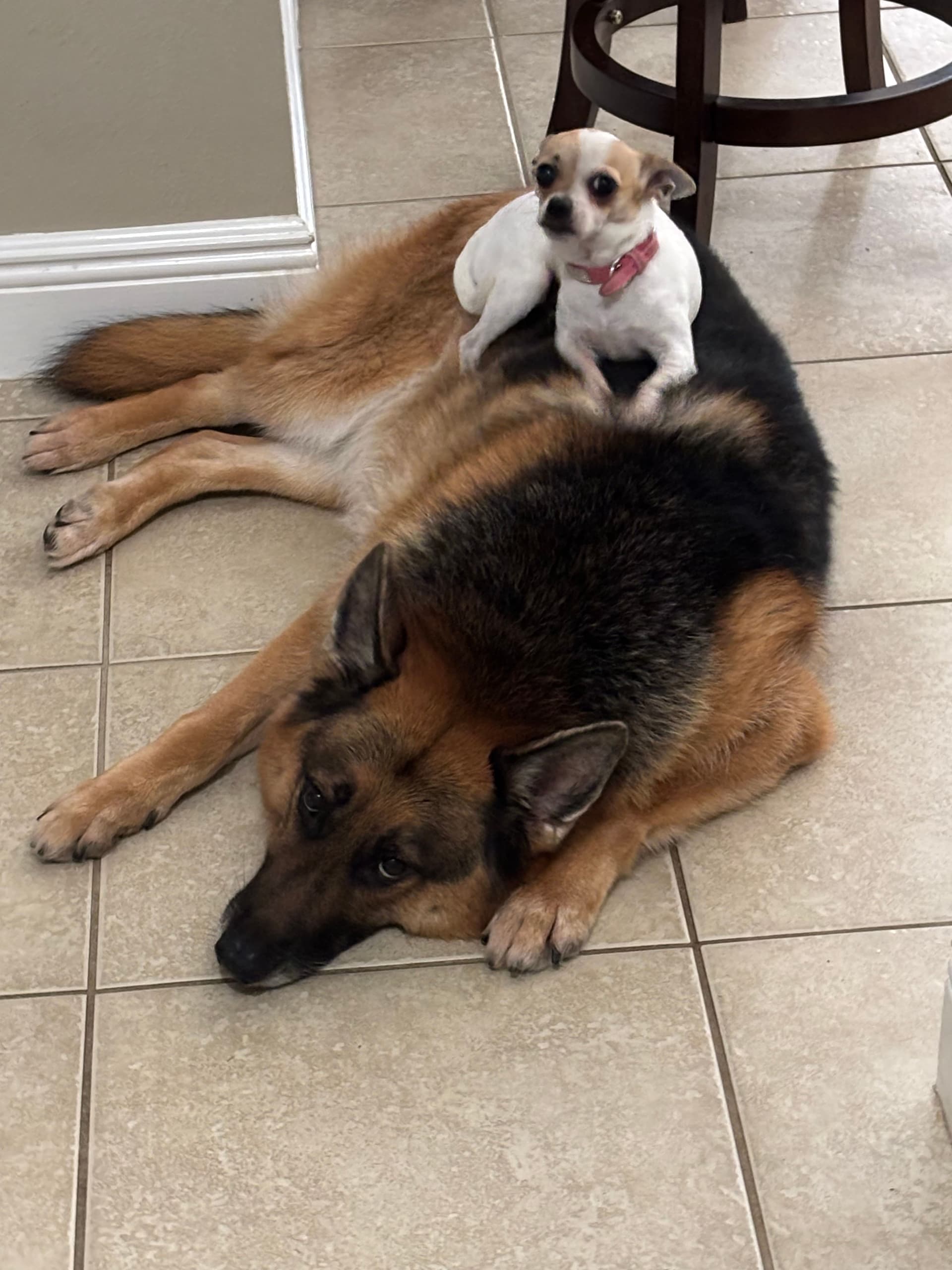 Gallery photos for Pet-Friendly HVAC Maintenance for Ultimate Comfort: Image #1