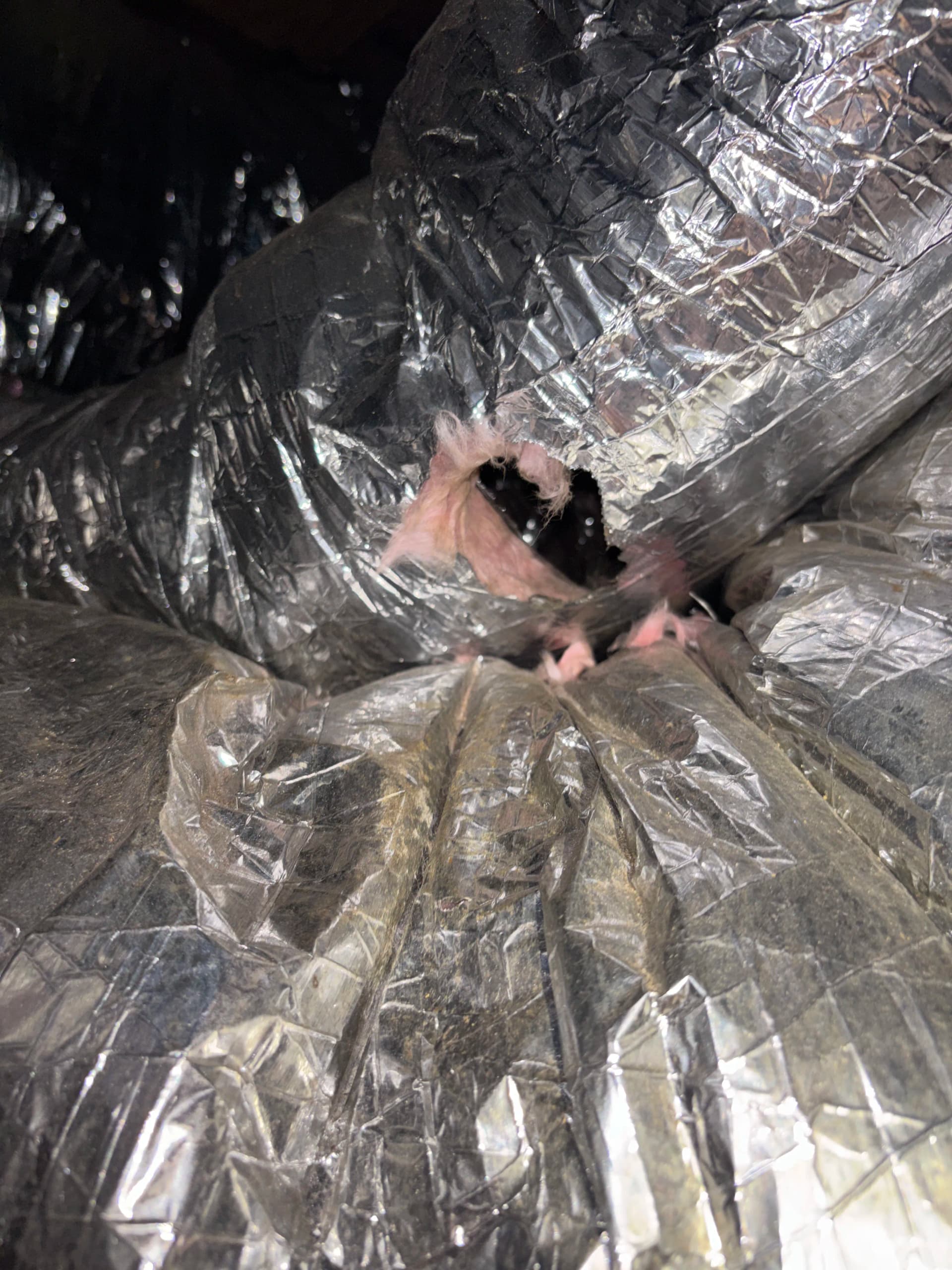 Gallery photos for Rodent Damage to Ductwork Is Worse Than You Think: Image #1